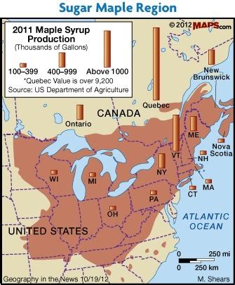 maple syrup production time